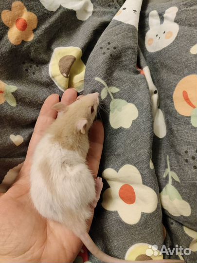 Мальчишки ищут дом