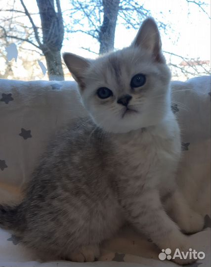 Британские котята
