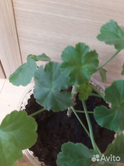 Герань пеларгония