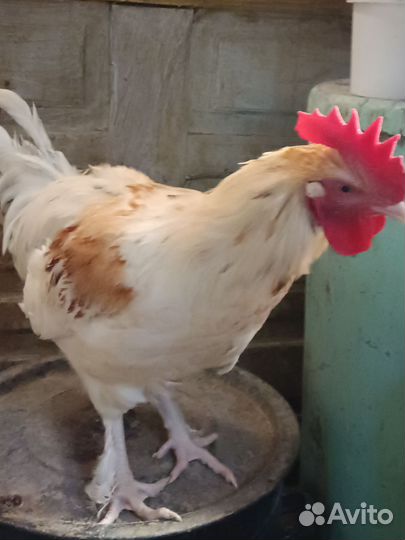 Молодые петухи