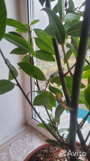 Лавровое дерево