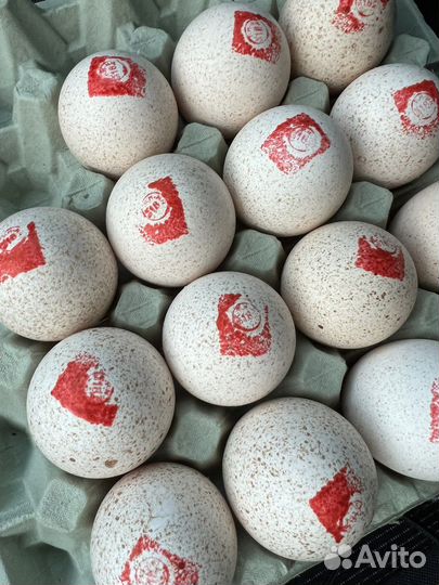 Инкубационное яйцо