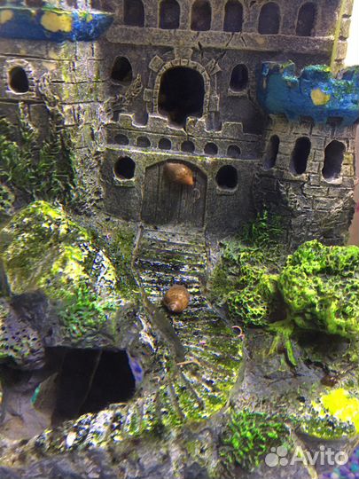 Улитки аквариумные