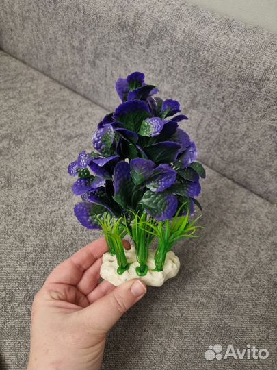 Растения в аквариум