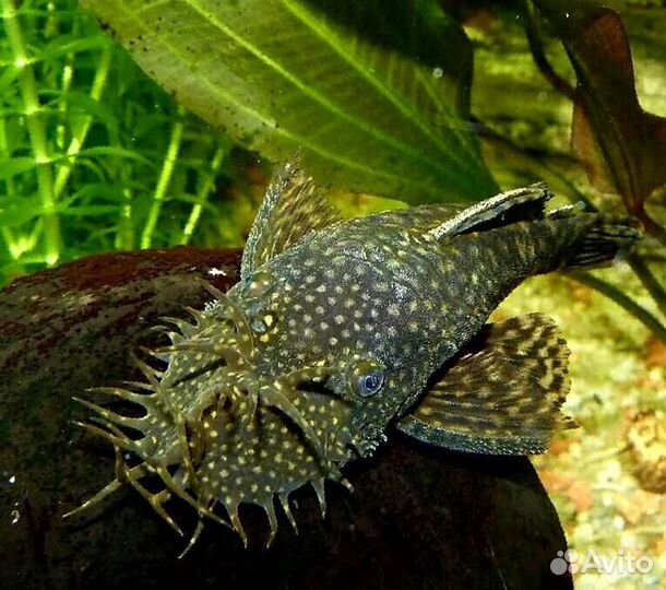 Рыбы и водоросли для видового аквариума