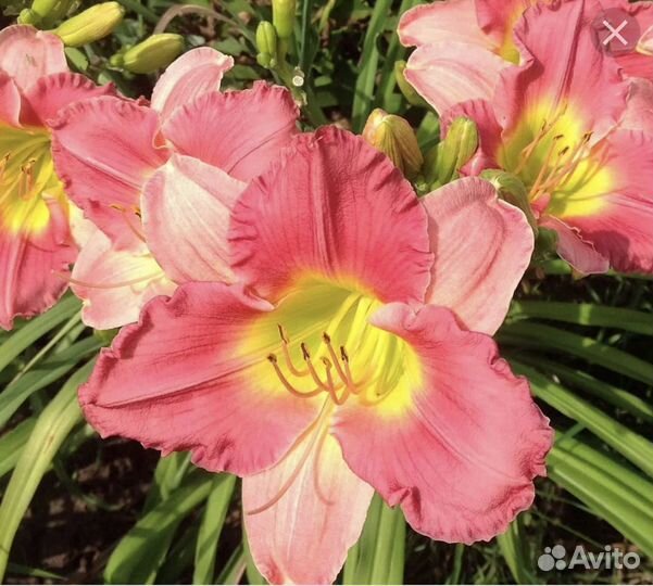 Лилейники сортовые