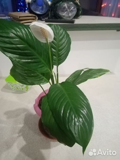 Спатифиллум