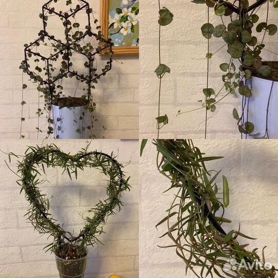 Церопегия вуда и линеарис черенки