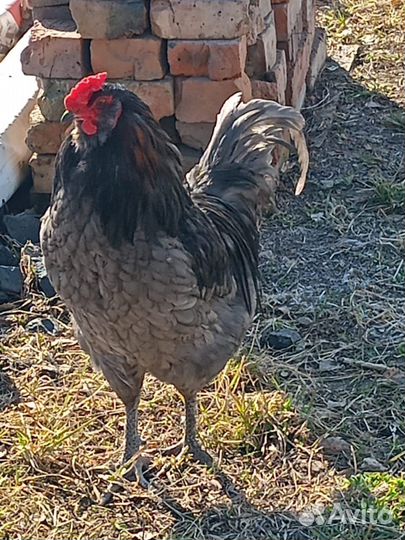 Молодые петухи