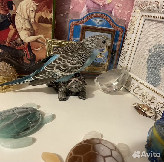 Волнистый попугай ручной