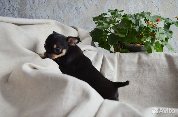 Щенки чихуахуа