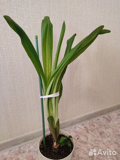 Продам цветы комнатные