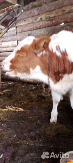 Телка 4 месяца