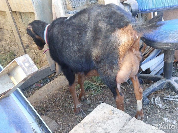 Козы Ламанча, Нубийские