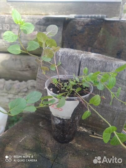 Мята Lemon Fresh и Orange Fresh