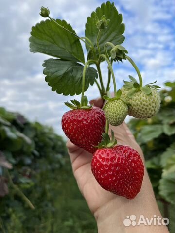 Клубника ремонтантная Альбион