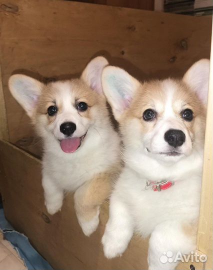 Дрессировка собак с передержкой