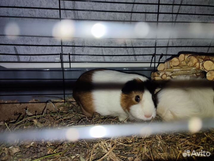 Морская свинка