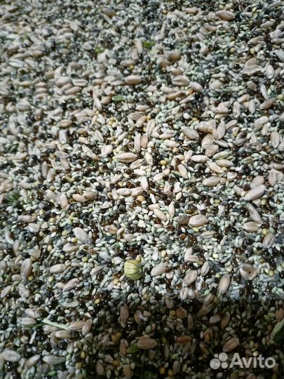 Пшеница, зерноотходы