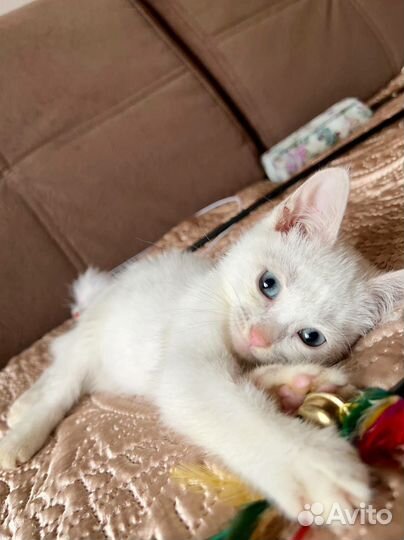 Котята в добрые руки бесплатно