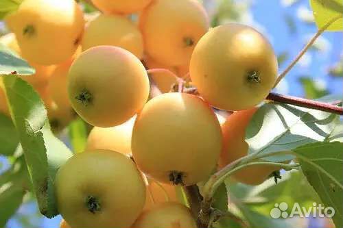 Ранетка Янтарная /Китайка Золотая