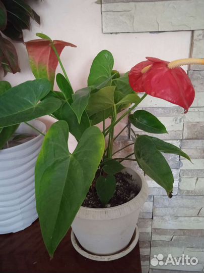 Комнатные цветы антуриум
