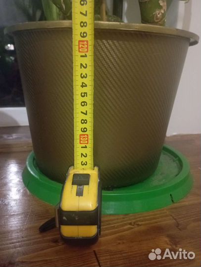 Диффенбахия