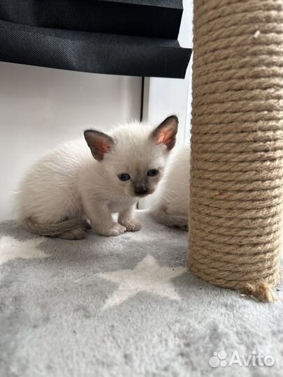 Котята сфинкс браш