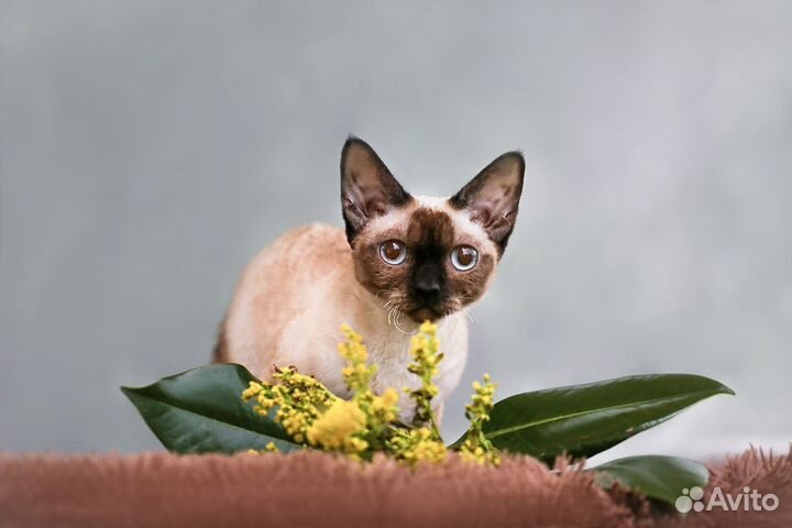 Девон-рекс котята