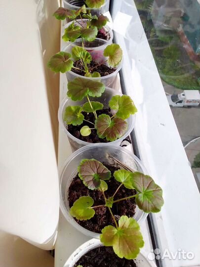 Герань пеларгония коричневолистная