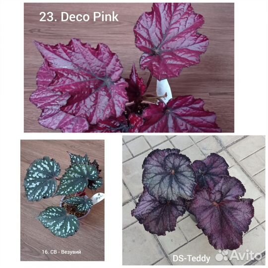 Декоративно лиственные бегонии