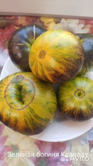 Семена коллекционных сортов томатов