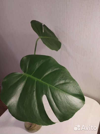 Монстера Комнатные растения Цветы