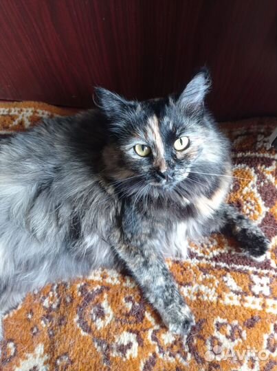 Кошка в добрые руки