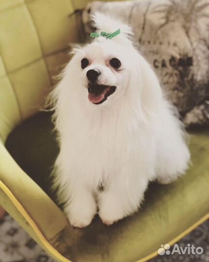 Стрижка собак