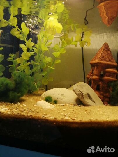 Аквариум