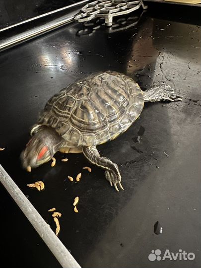 Красноухая черепаха