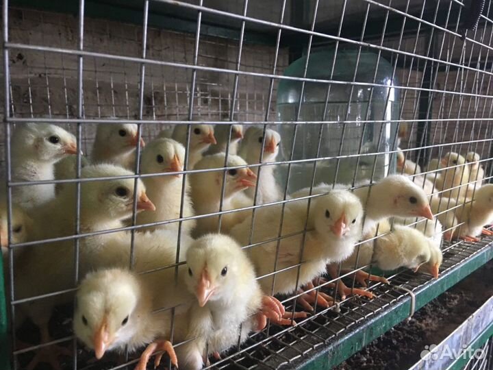 Цыплята Бройлеры