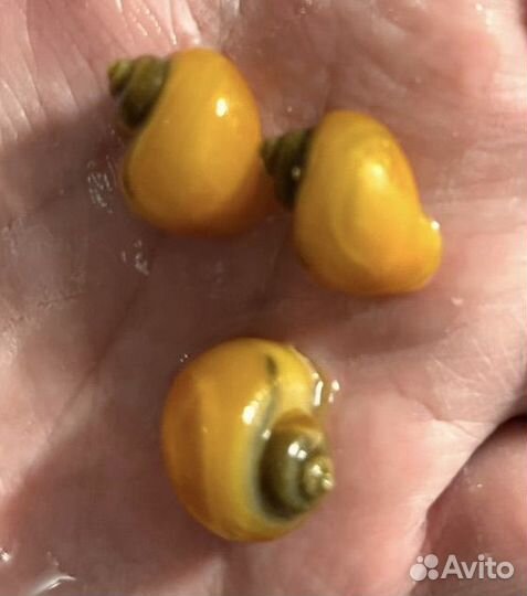 Ампулярии - аквариумные улитки