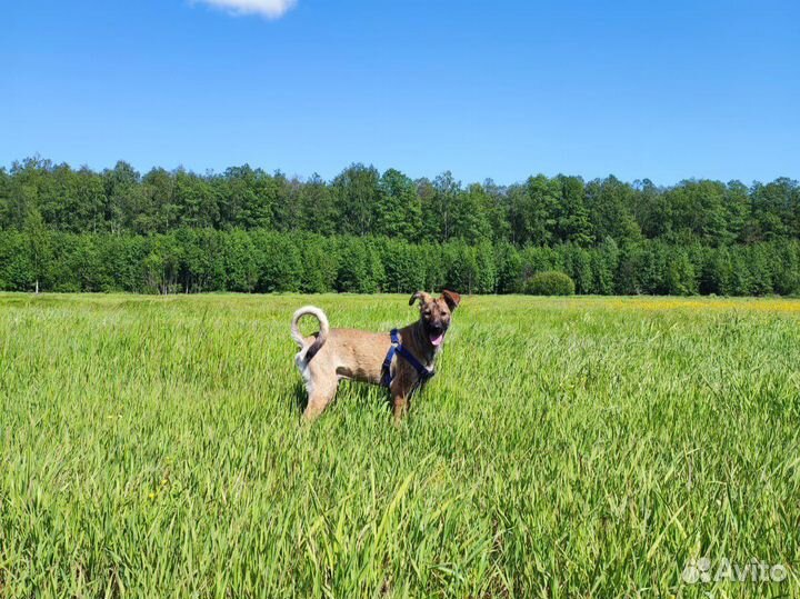 Пёс подросток лишается дома