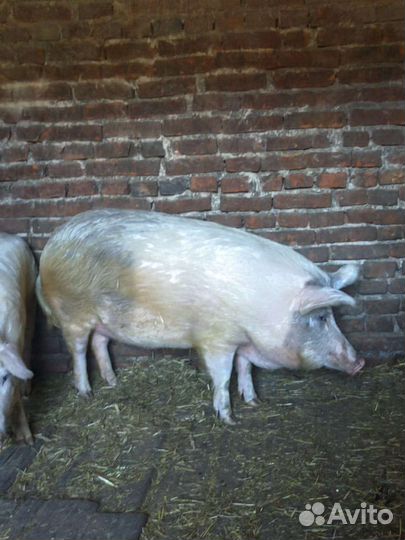 Свинина домашняя мясо