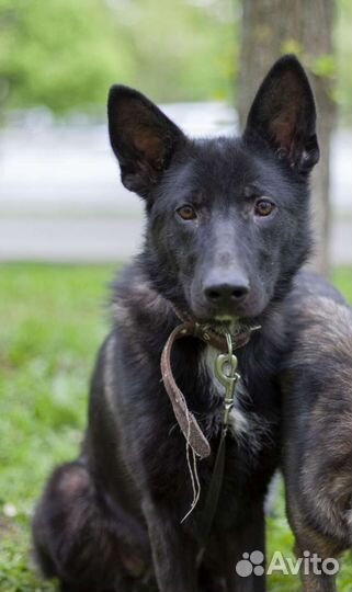 Немецкая чёрная овчарка, метис в добрые руки