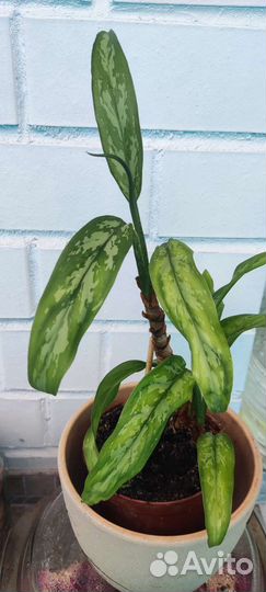 Аглаонема - цветок удачи