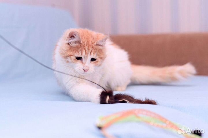 Кошечка Крася