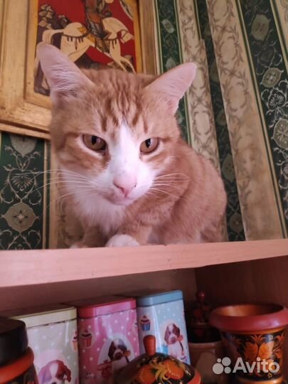 Котики и кошечки