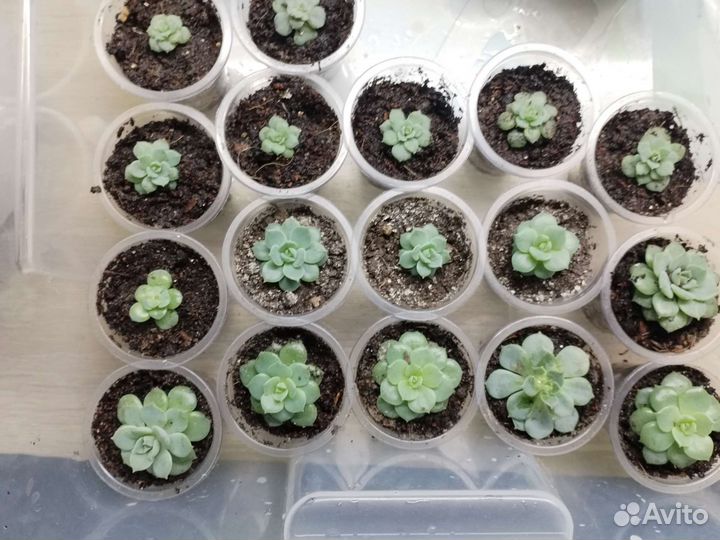 Суккуленты, ехеверия