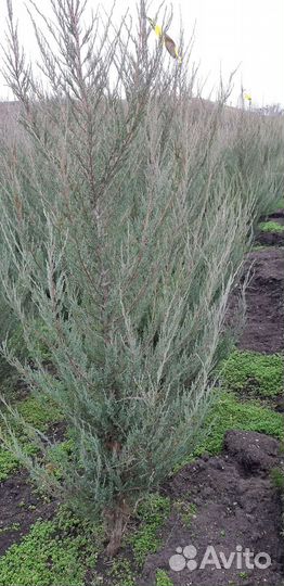 Можжевельник скальный Блю Эрроу