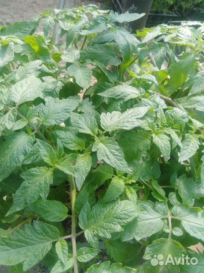 Рассада помидор