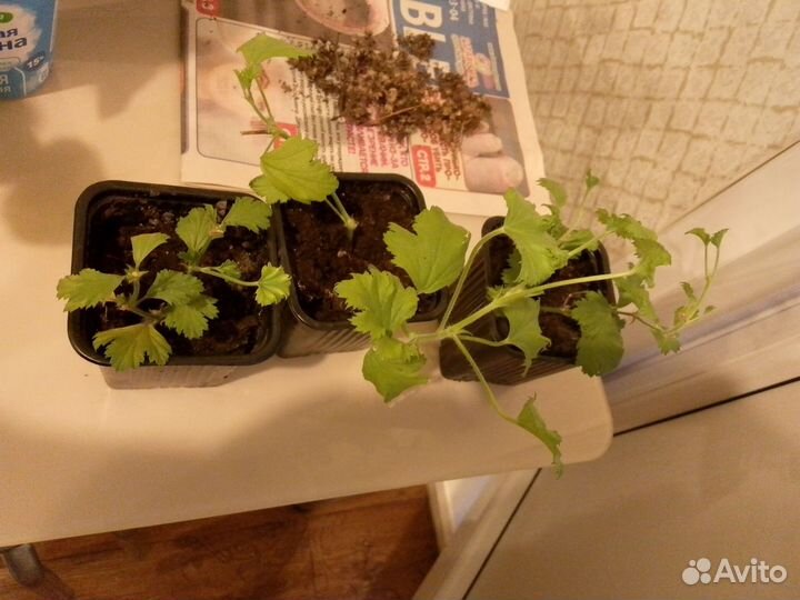 Комнатные цветы