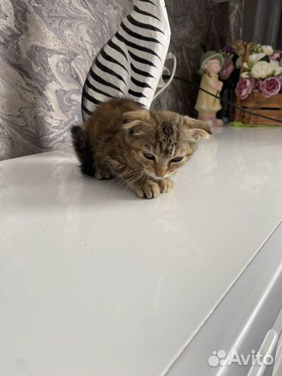 Котенок вислоухий